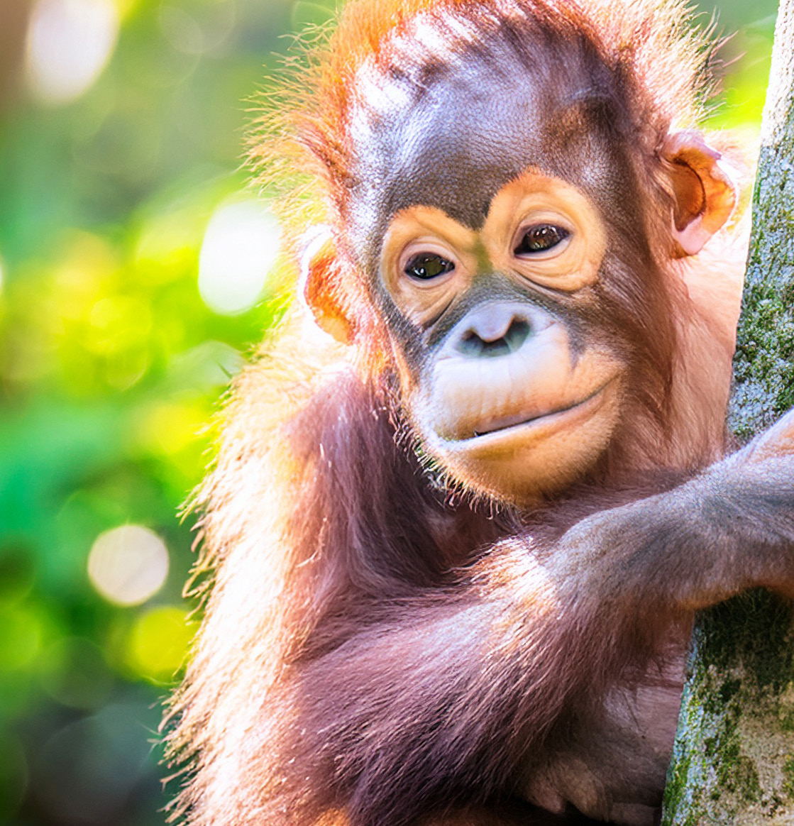 Das Herz Borneos